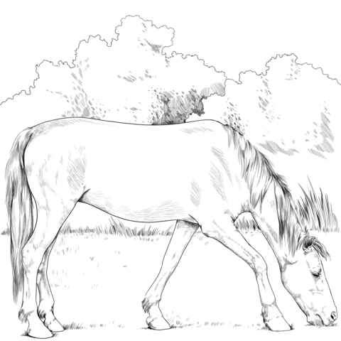 Criollo Horse Coloring Page